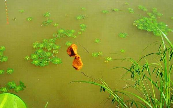 搓饵怎么开附钩性才强?