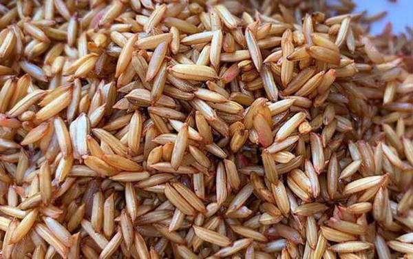 用什么窝料诱鲫鱼最快?