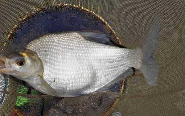 钓鳊鱼用什么窝料最好?