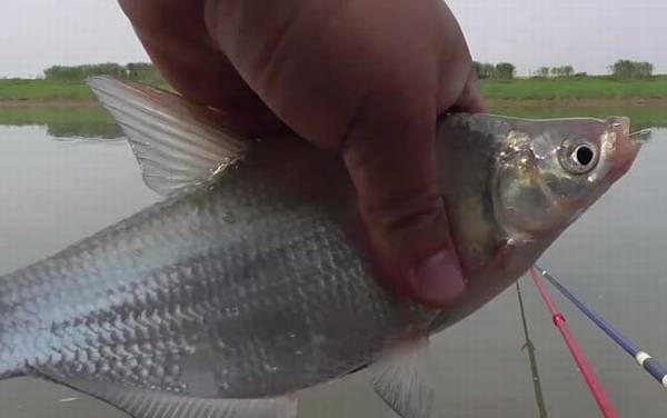 钓鳊鱼用什么窝料最好?