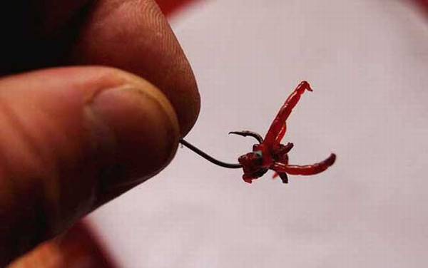 红虫钓鱼到底能不能吃?