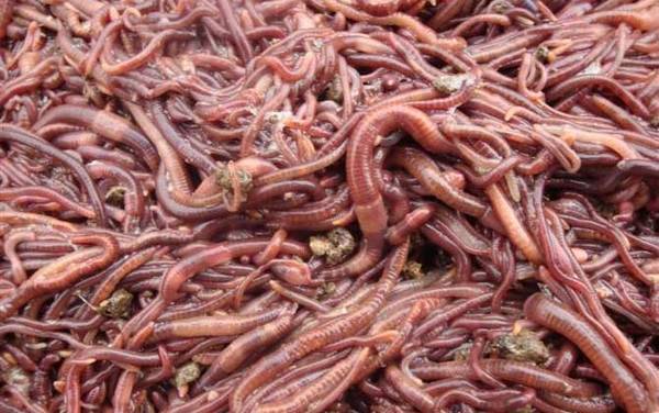 蚯蚓的生活习性和特征