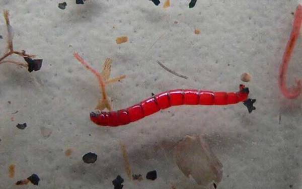 红虫怎么保存不会死?