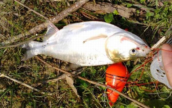 钓鲢鱼用什么小药?