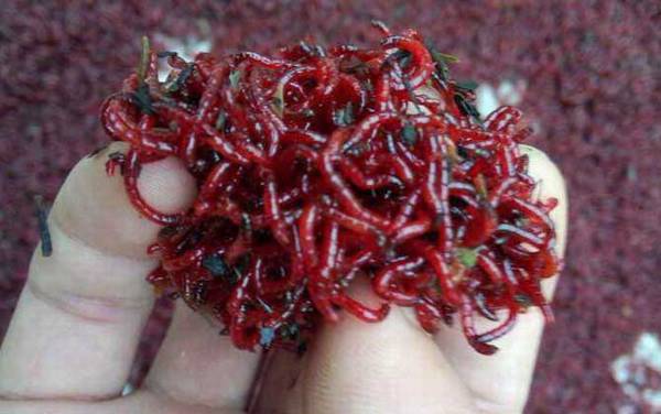 钓鱼用的红虫有毒吗?