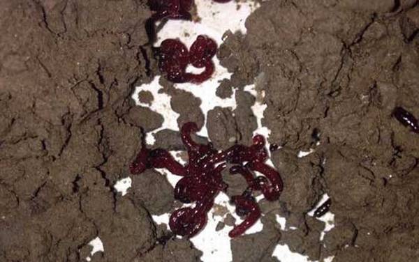 钓鱼用的红虫有毒吗?