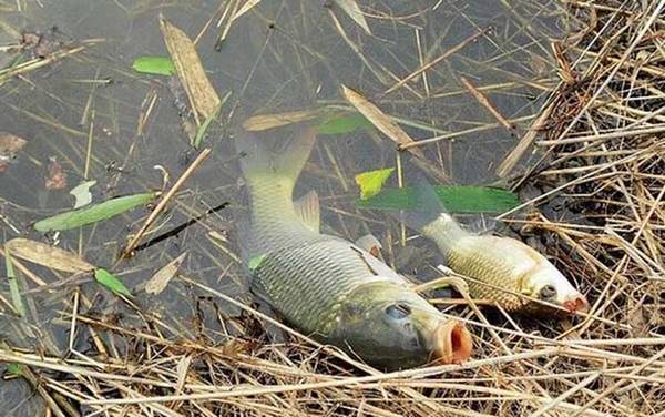 黑坑为什么不让用红虫?