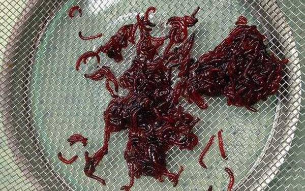 黑坑为什么不让用红虫?