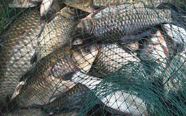 用什么钓鲫鱼上鱼快?