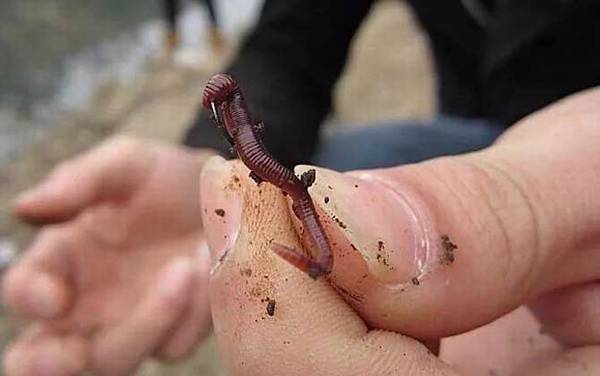 鲤鱼饵料大全及简单用法