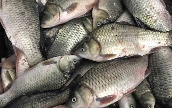 野钓用什么饵料好?