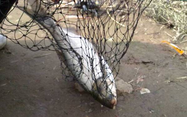 钓鲢鱼用什么饵料好?