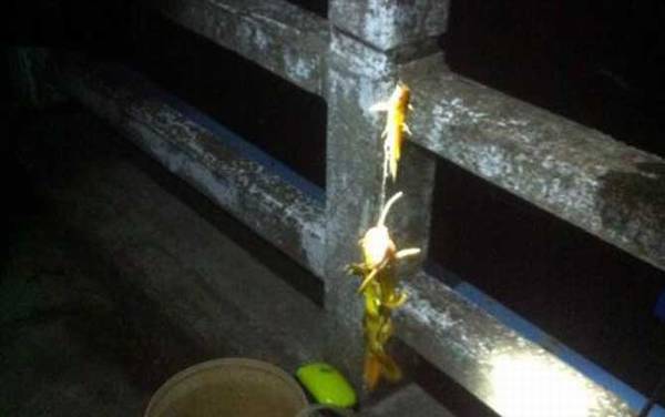 钓黄颡鱼用什么打窝?