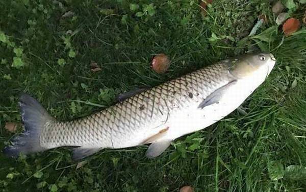 钓草鱼用几号主线几号子线几号钩?