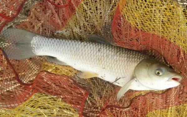 �������ö��ĸ�Ư��ã�