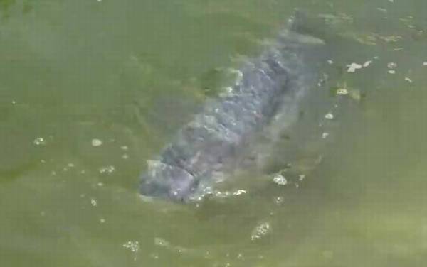 钓青鱼用几号线几号钩几号漂?