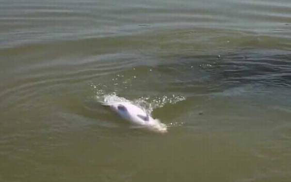 钓青鱼用几号线几号钩几号漂?