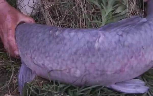 钓青鱼用几号线几号钩几号漂?