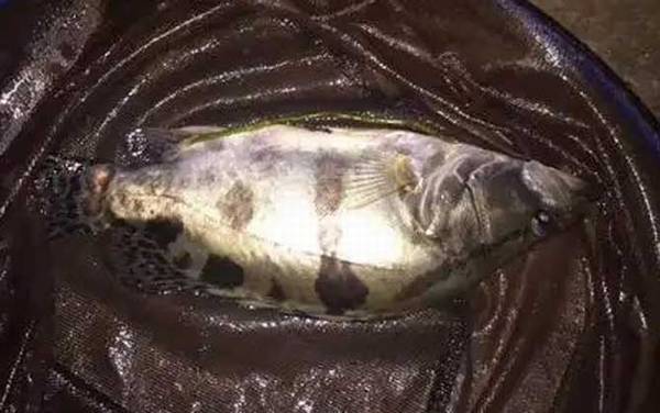 手竿钓鳜鱼线组怎么搭配?