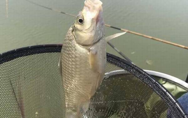 台钓主线用什么材料的线好?