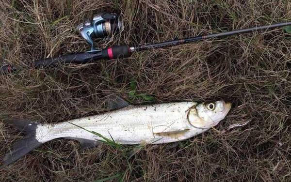 路亚钓法一般用几号线?