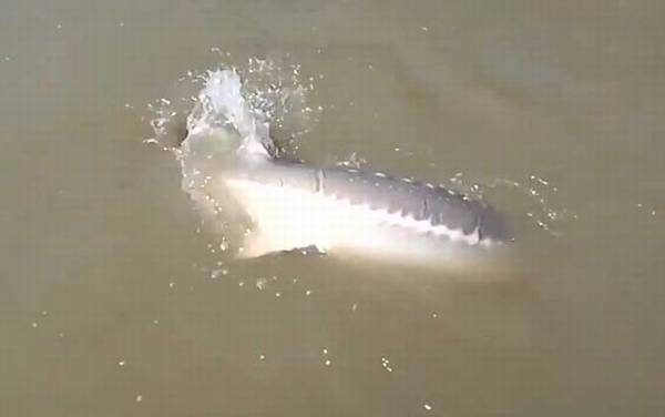 钓鲟鱼用什么鱼竿?