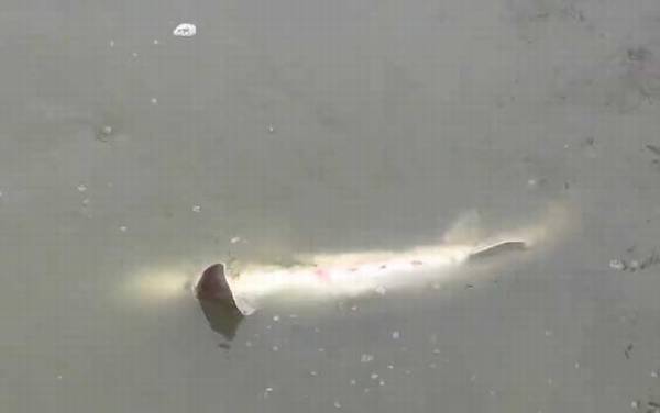 钓鲟鱼用什么鱼竿?