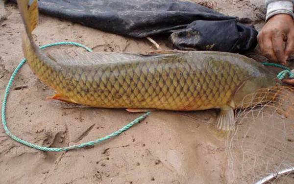 ��������ʲô���ӱȽϺã�