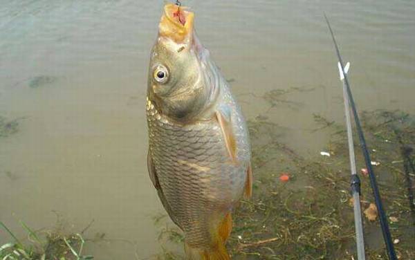 ��������ʲô���ӱȽϺã�