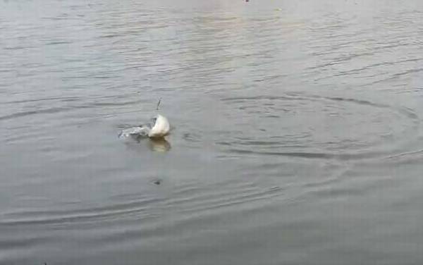 春季钓鱼用多大的主线和子线?