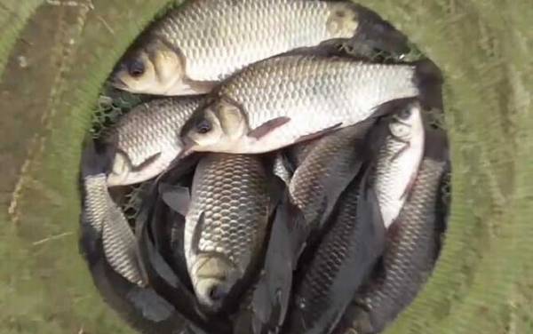 春季钓鱼用多大的主线和子线?