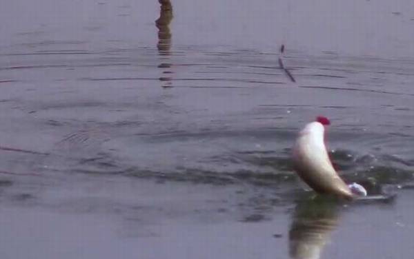 冬季钓鱼用多大的线组?