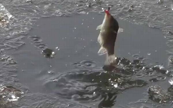 冬季钓鱼子线多长合适?