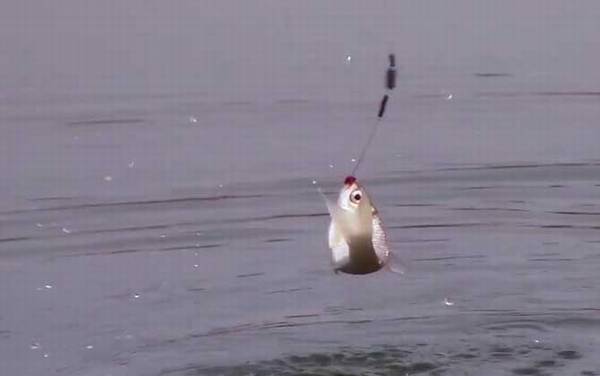 冬季钓鱼子线长好还是短好?