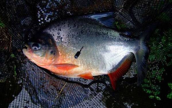 钓鲳鱼用什么子线不断?