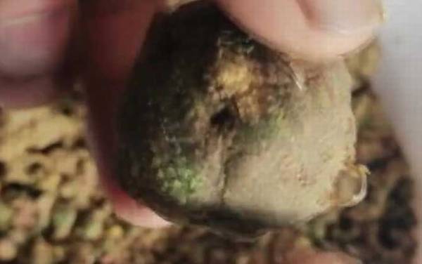 爆炸钩和翻板钩哪个好用?