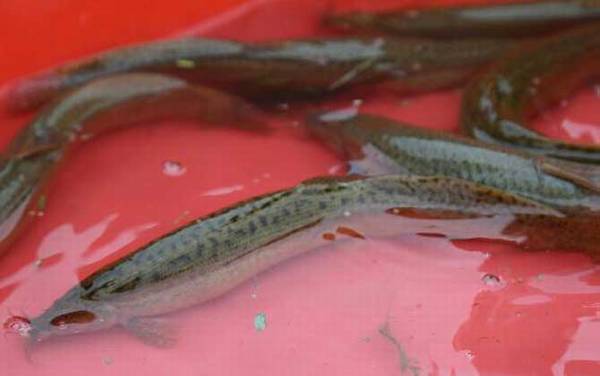 钓泥鳅用几号钩合适?