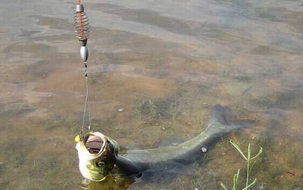 钓翘嘴鱼用什么串钩最好?