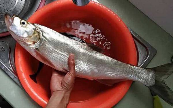 钓翘嘴鱼用什么串钩最好?