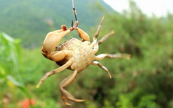 钓螃蟹用什么工具好?