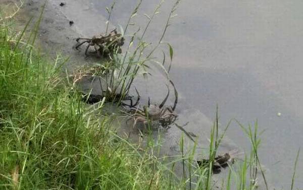 钓螃蟹用什么工具好?