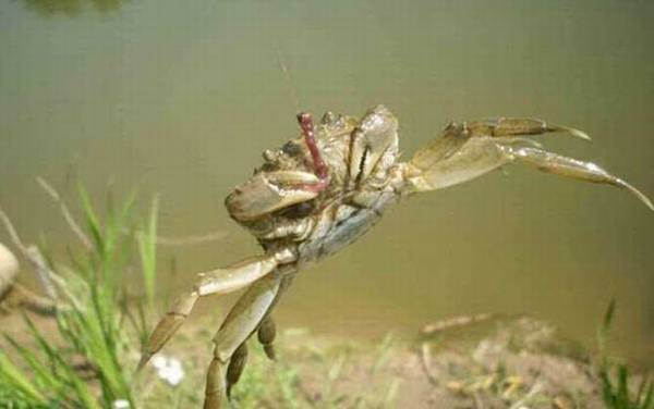 钓螃蟹用什么钩最好?