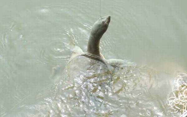 钓甲鱼用什么线最好?