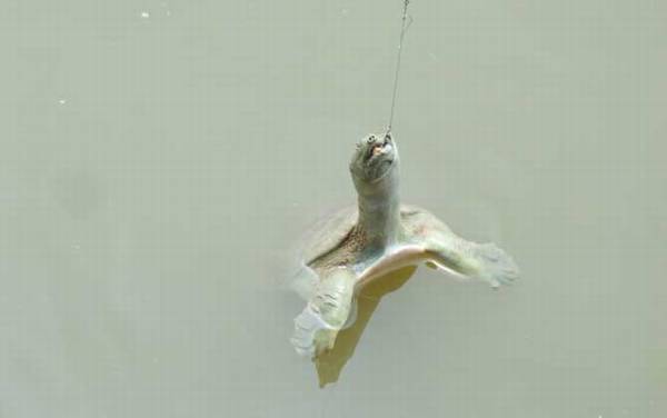 钓甲鱼用什么线最好?