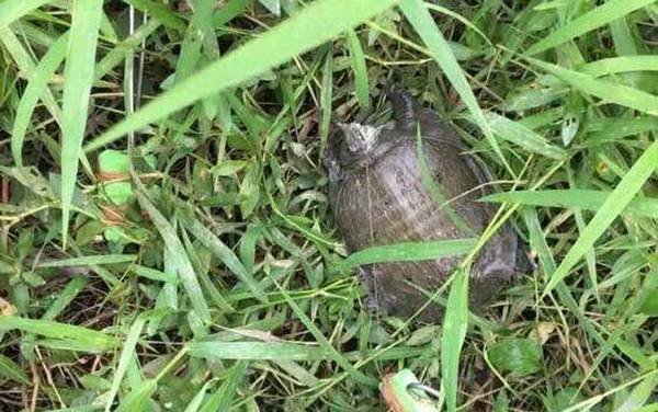 钓甲鱼用针好还是钩子好?