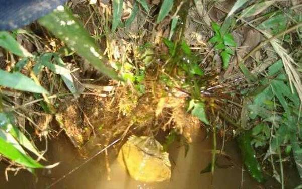 钓甲鱼用针好还是钩子好?