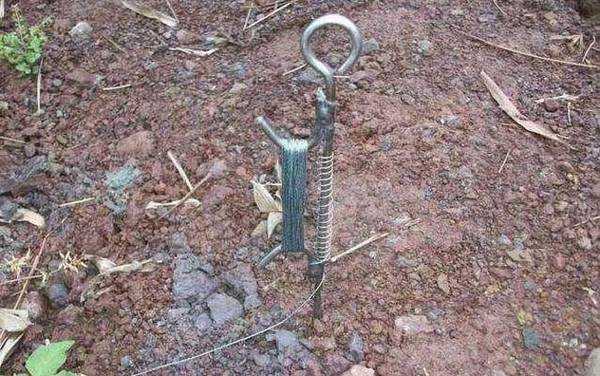 钓甲鱼用针好还是钩子好?