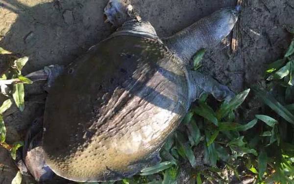 钓甲鱼用针好还是钩子好?