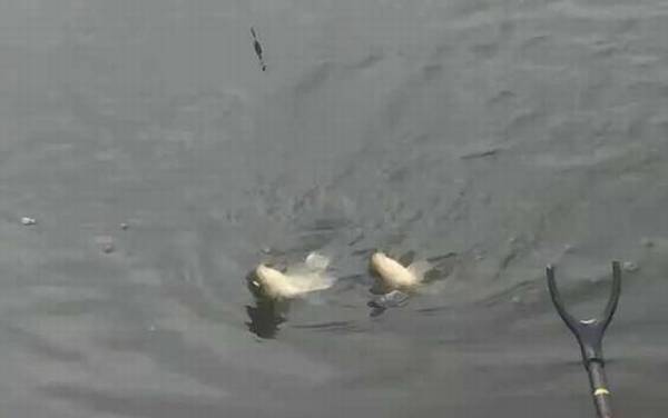 台钓子线长度多少合适?