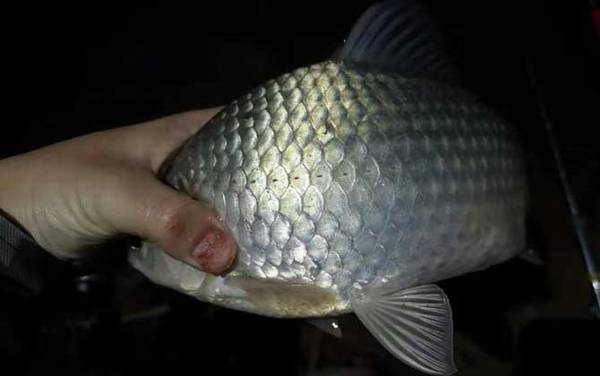 夜钓用夜光漂好还是夜钓灯好?